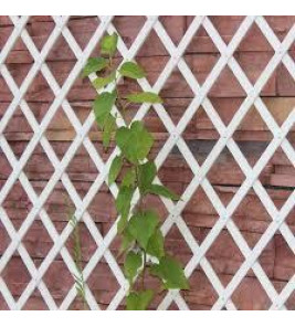 EXTENDABLE TRELLIS WHITE 2X1M EXTENDABLE TRELLIS WHITE 2X1M